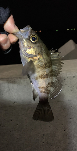 メバルの釣果