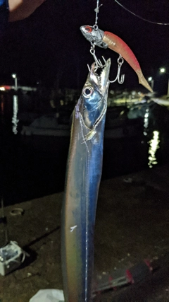 タチウオの釣果