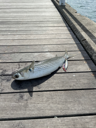 ボラの釣果