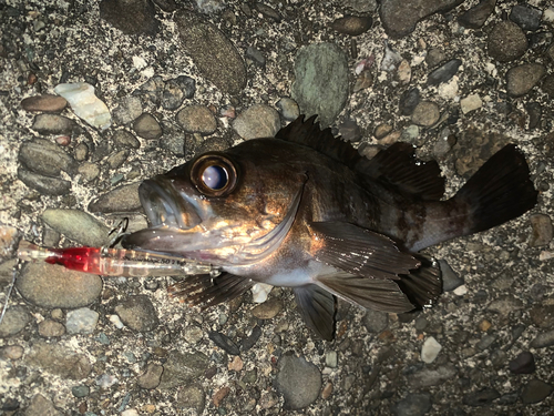 メバルの釣果