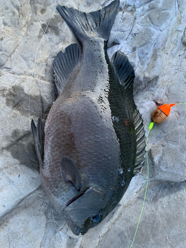 メジナの釣果