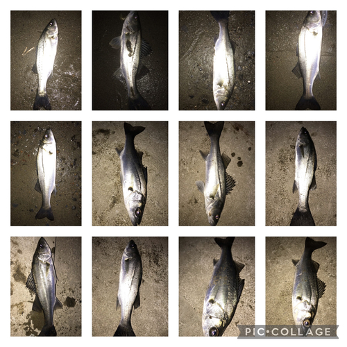 シーバスの釣果