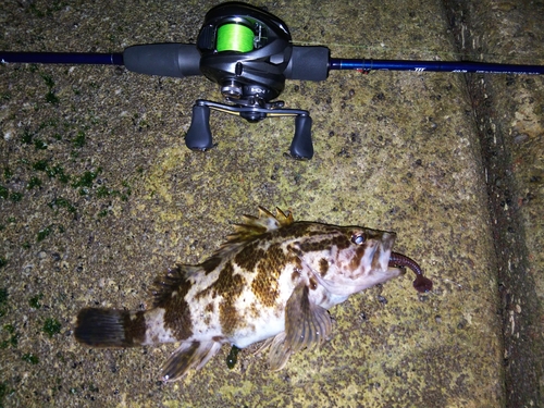 タケノコメバルの釣果