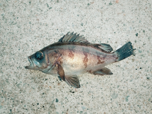 メバルの釣果