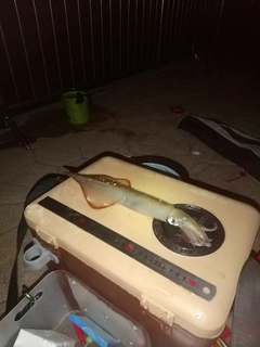 ヤリイカの釣果