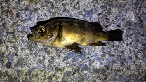 メバルの釣果