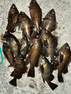 クロメバルの釣果