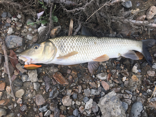 ニゴイの釣果