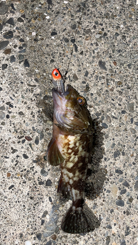 カサゴの釣果