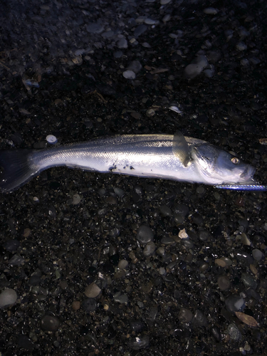 マルスズキの釣果