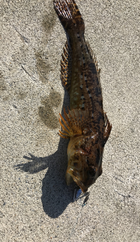 アナハゼの釣果