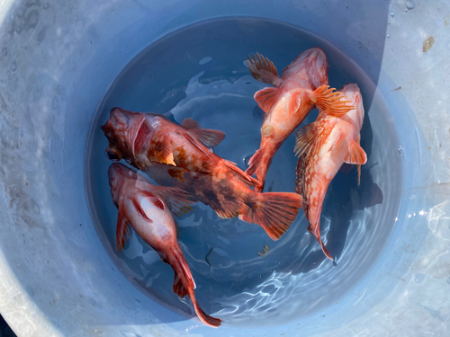 カサゴの釣果