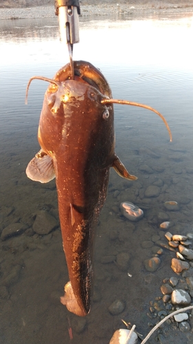 ナマズの釣果