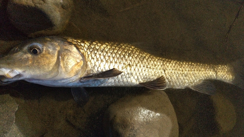 ニゴイの釣果