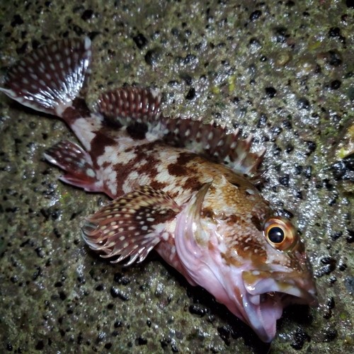 カサゴの釣果