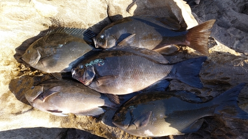 メジナの釣果