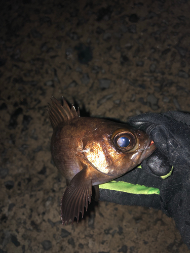 メバルの釣果