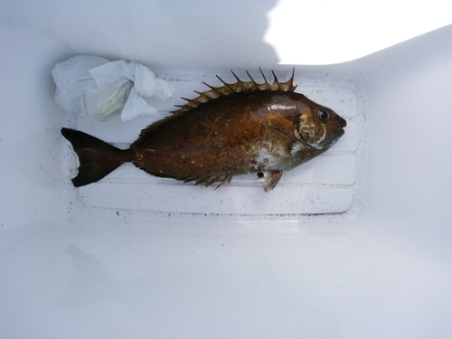 アイゴの釣果