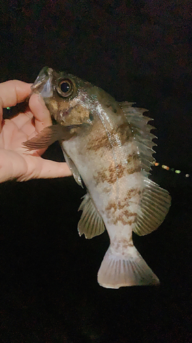 メバルの釣果