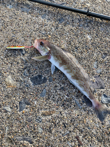 ホッケの釣果