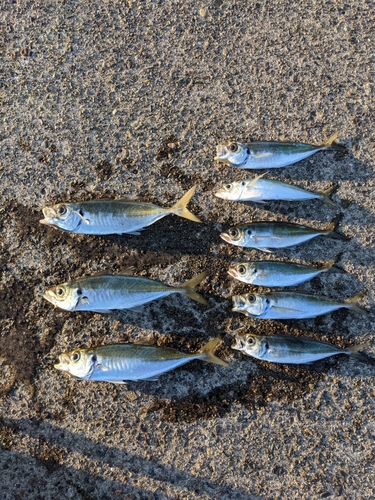 アジの釣果