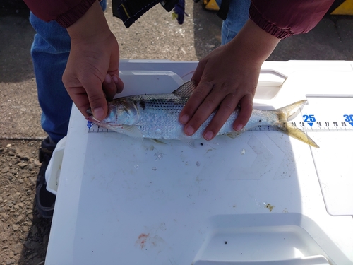 コノシロの釣果