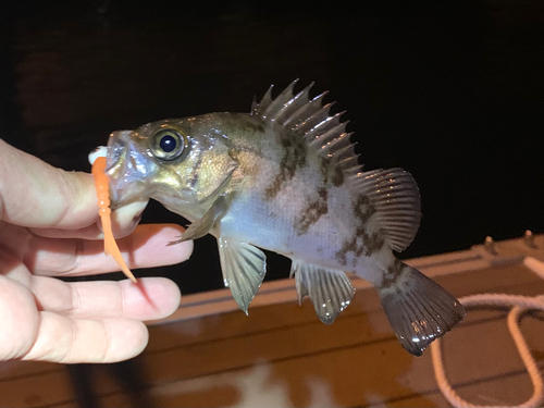 メバルの釣果