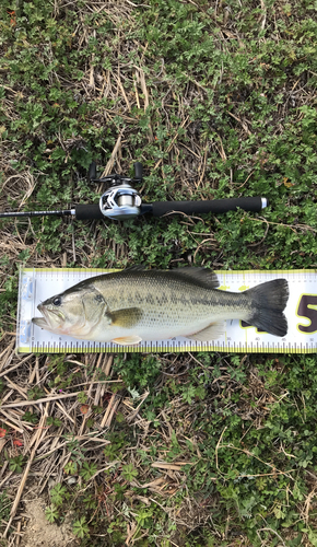 ブラックバスの釣果