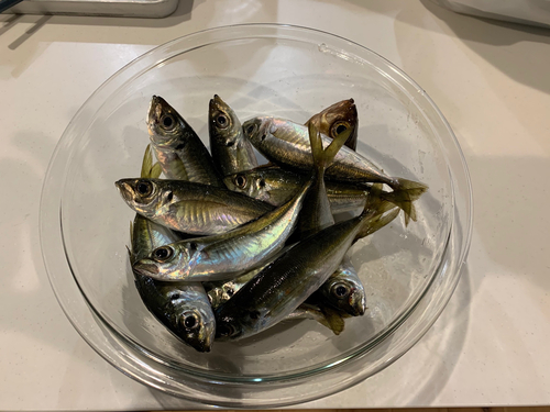 アジの釣果