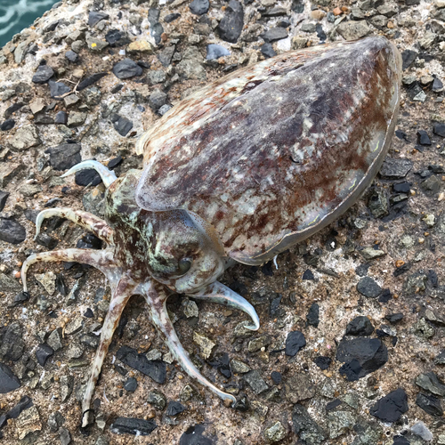 コウイカの釣果