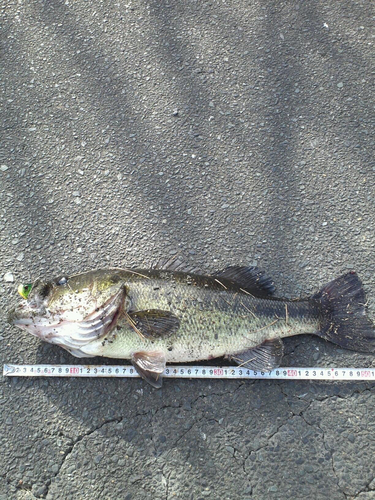 ブラックバスの釣果