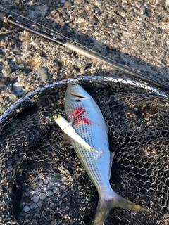 コノシロの釣果