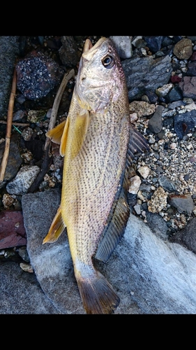 シログチの釣果