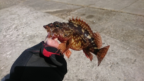 カサゴの釣果