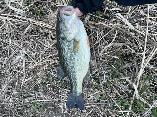 ラージマウスバスの釣果