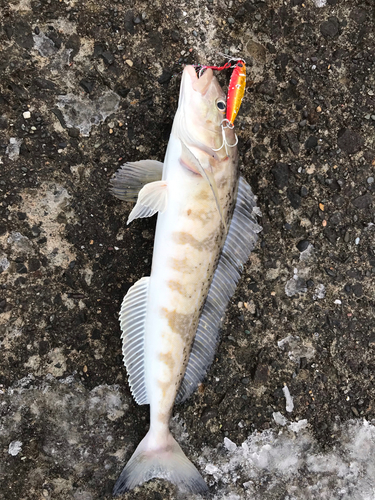 ホッケの釣果