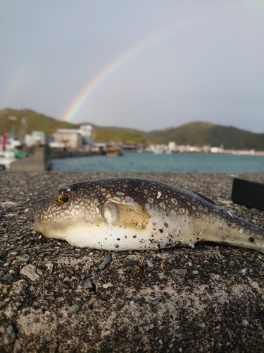 コモンフグの釣果