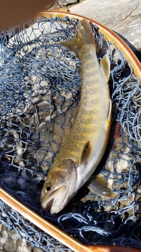 イワナの釣果