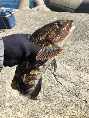 アイナメの釣果