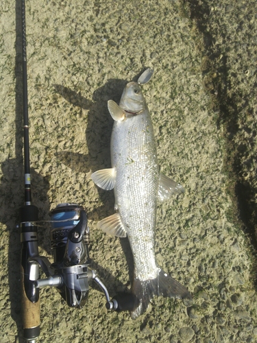 ウグイの釣果