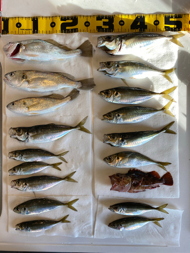 アジの釣果