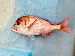 ハナダイの釣果