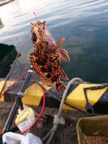 カサゴの釣果