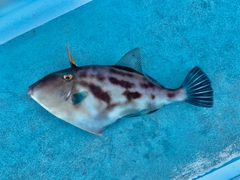 ウマヅラハギの釣果