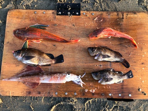 イカの釣果