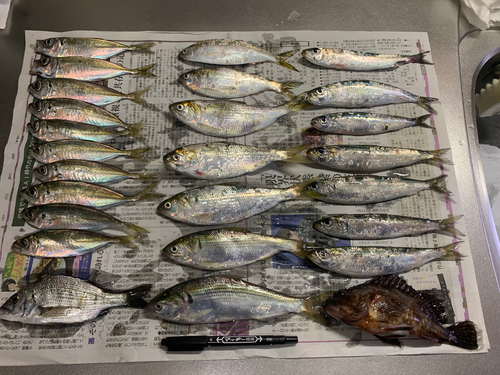 アジの釣果