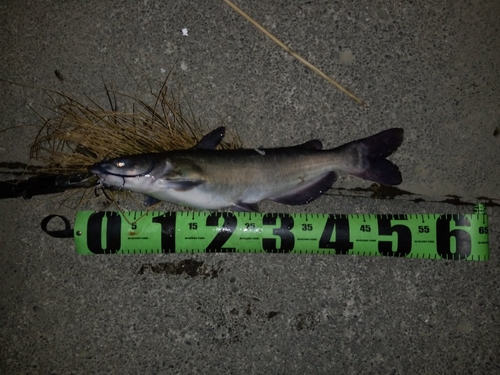 アメリカナマズの釣果