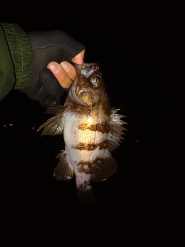 メバルの釣果