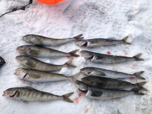 ホッケの釣果