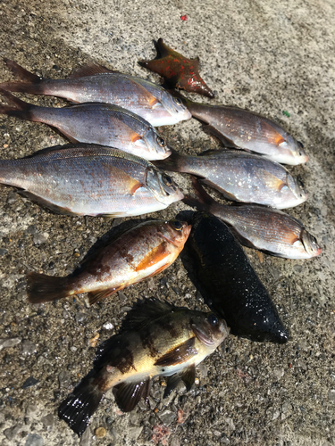 ウミタナゴの釣果